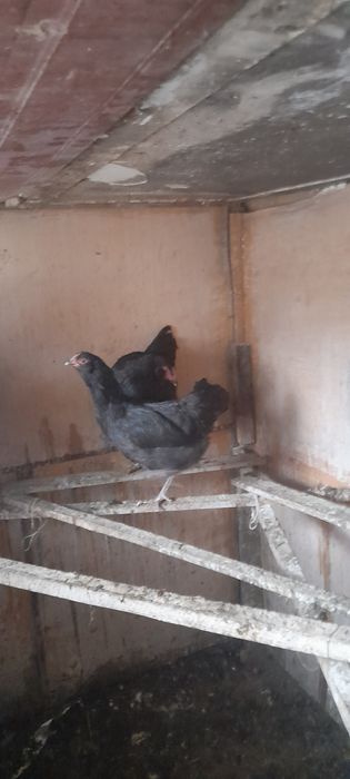 Продаём пару амераукан