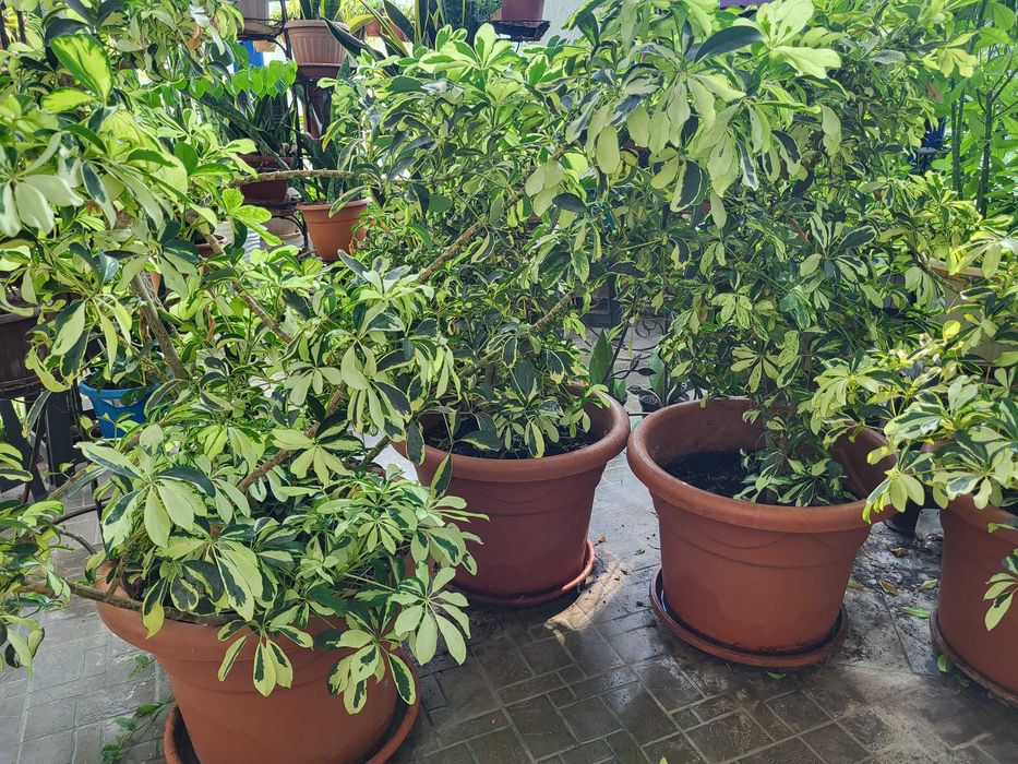 Продам  большие мраморные Шефлеры