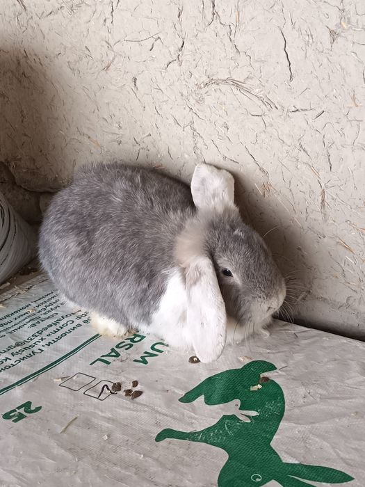 Ф Баран ла сотилади