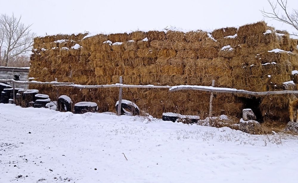 Продаю сено тюковое