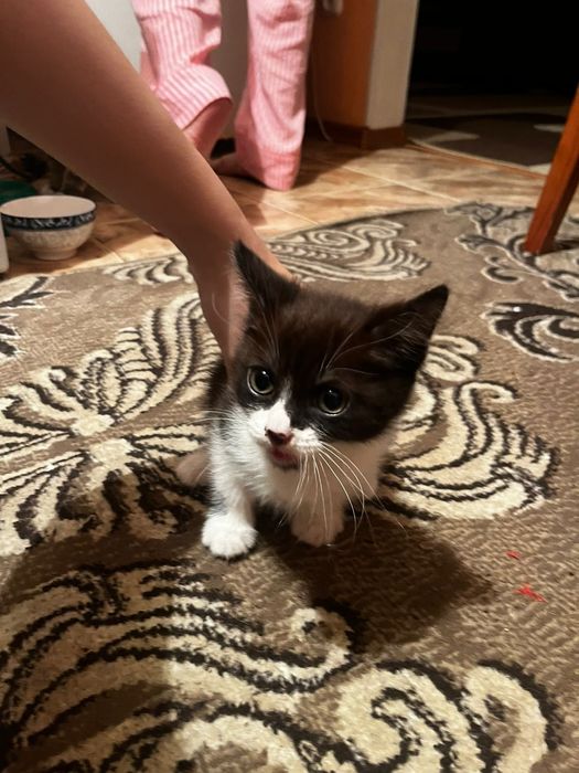 Отдам катёнка девочку