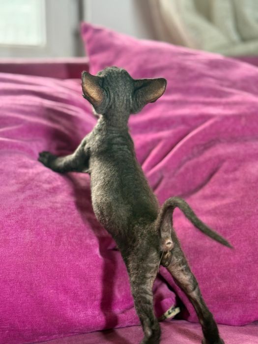 Мальчики сфинксы