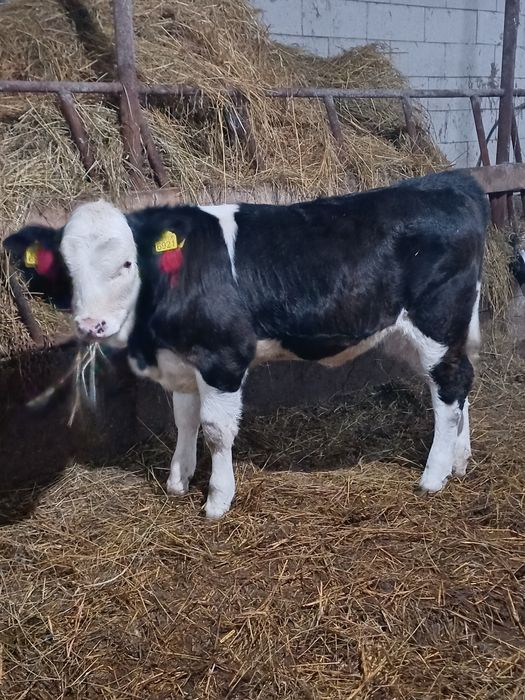 Vita Baltata cu Negru Rom.