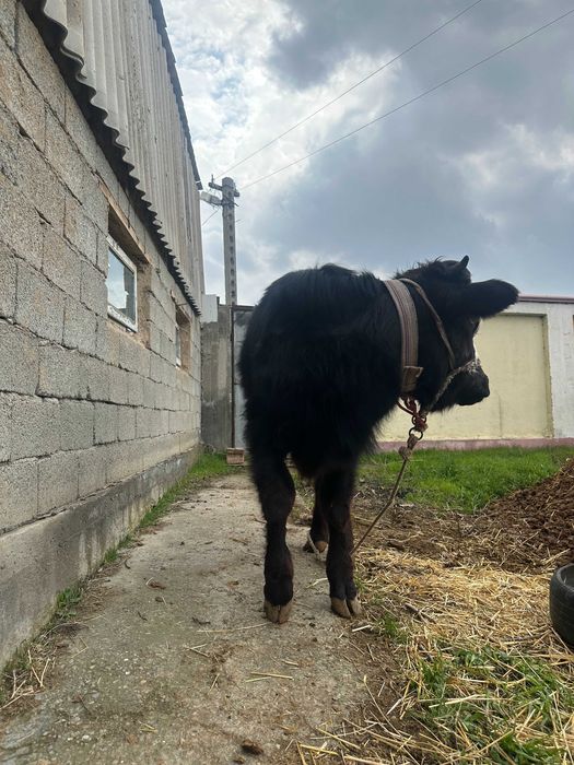 10 oylik Smental buqa sotiladi.