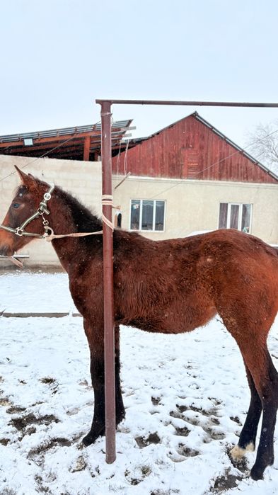 Ағылшын тай сатылады әкесінің құжаты