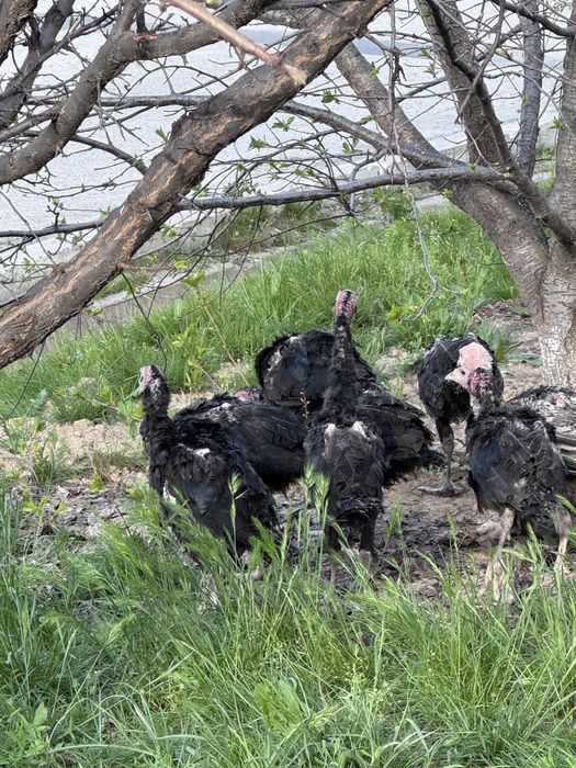 Күрке балапандар