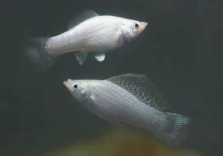 продам - велифера ( серебро )