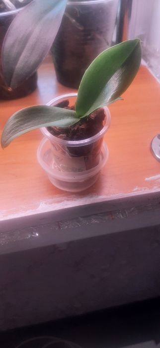 Продам детки орхидей