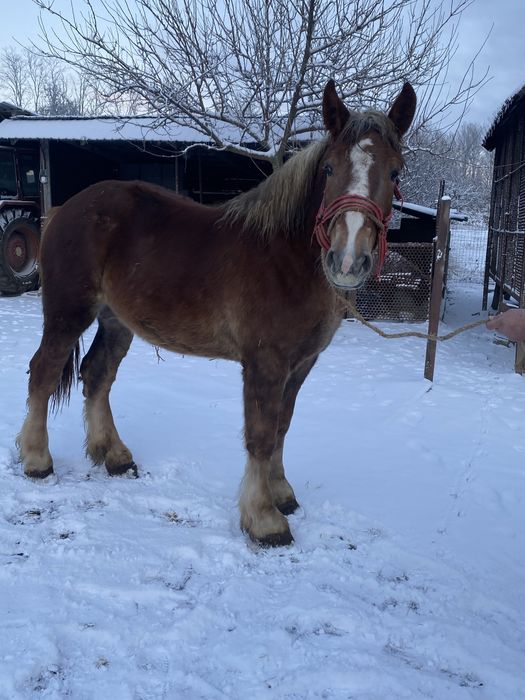 Vand manz  bihor de 2 ani la primavara