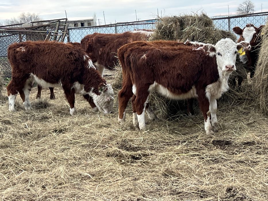 Баспак сатылады 8