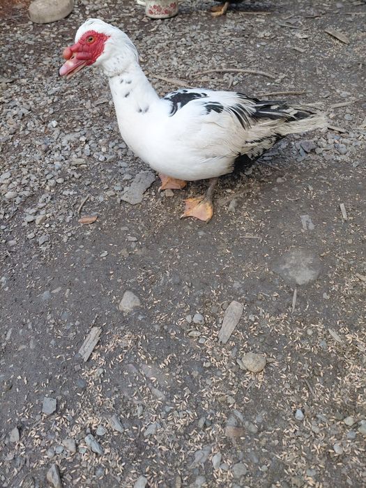 Vând   Rațe  tinere  Mute