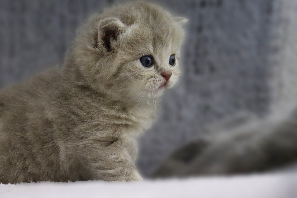 Продаются британские котята