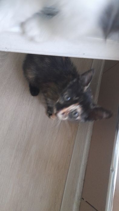 Добри котета от София