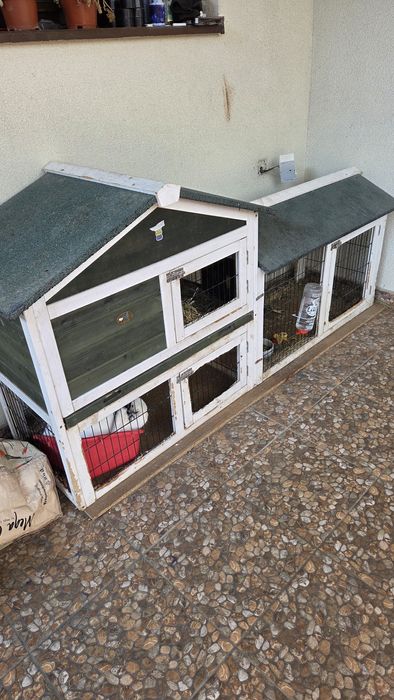 Vand iepure rasa berbec