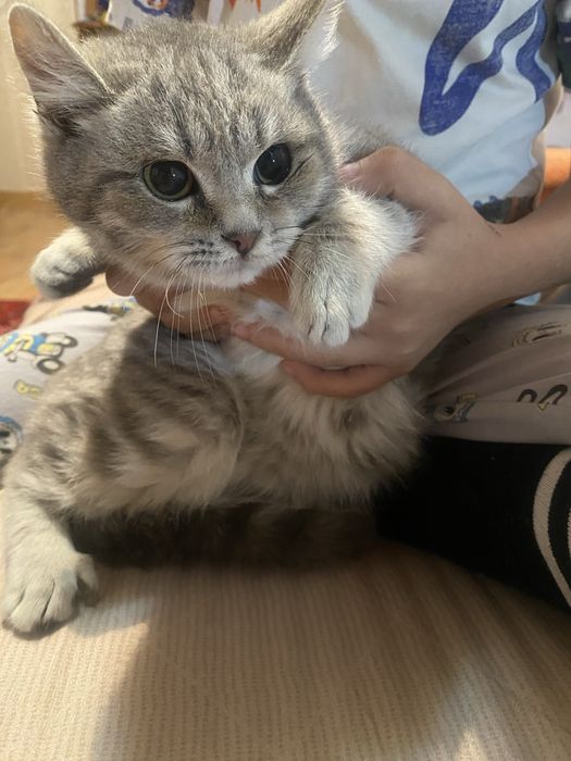 Котёнокккккккккк