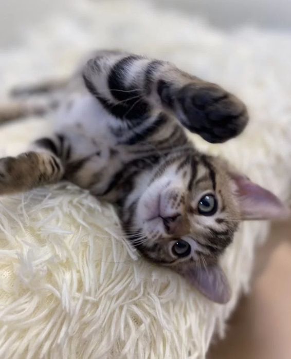 Бенгальские котята