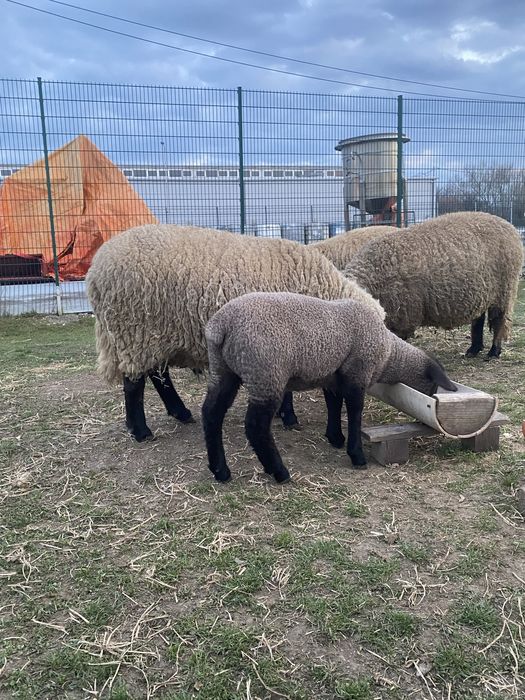 Vand oi cu miei Suffolk