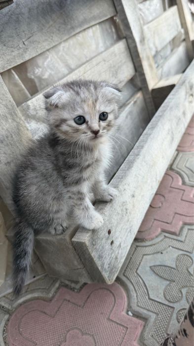 Отдам котят в хорошие руки!