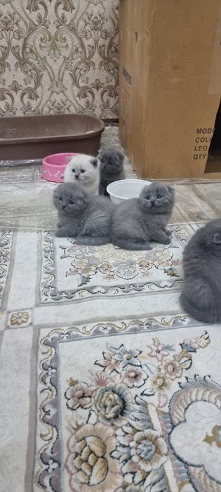 Продаётся пародистийе катята