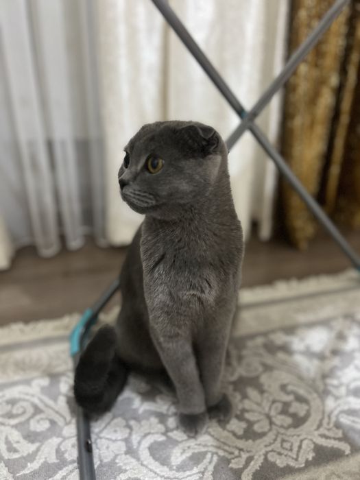 Вислоухий британский