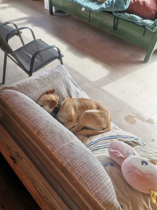 un câine pentru adopție