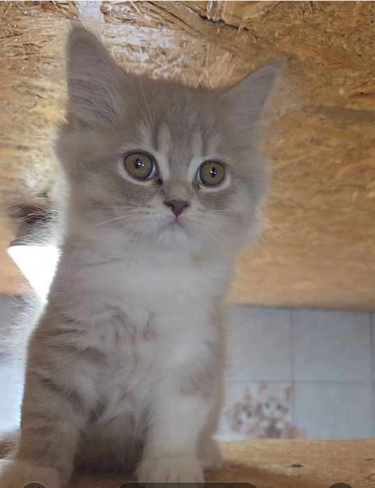 British shorthair bicolor