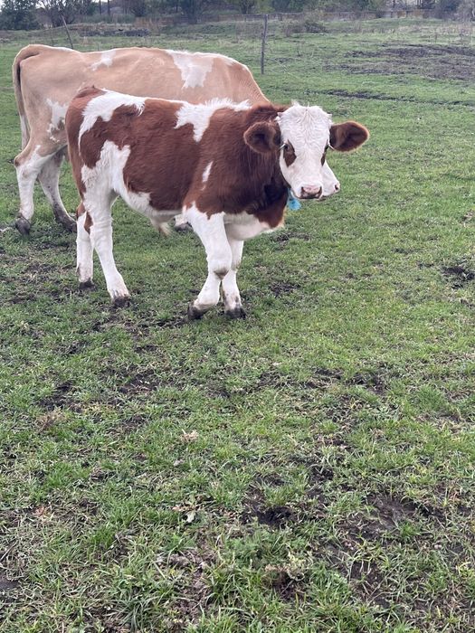 Tauras Baltat Romanesc…..