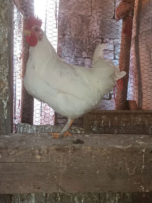 Млади петли идеални за ято