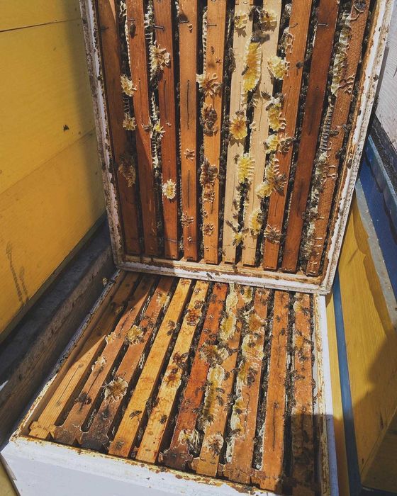 Miere polifloră si tei en gros