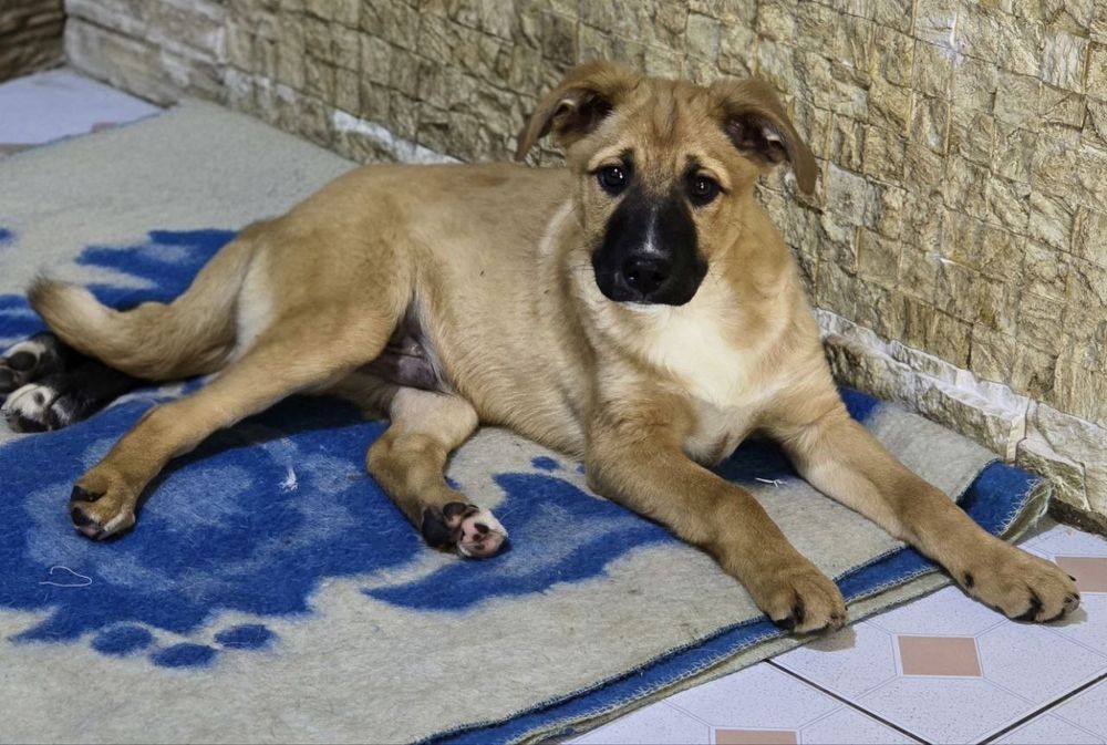 Щенок ищет дом и любящих хозяев