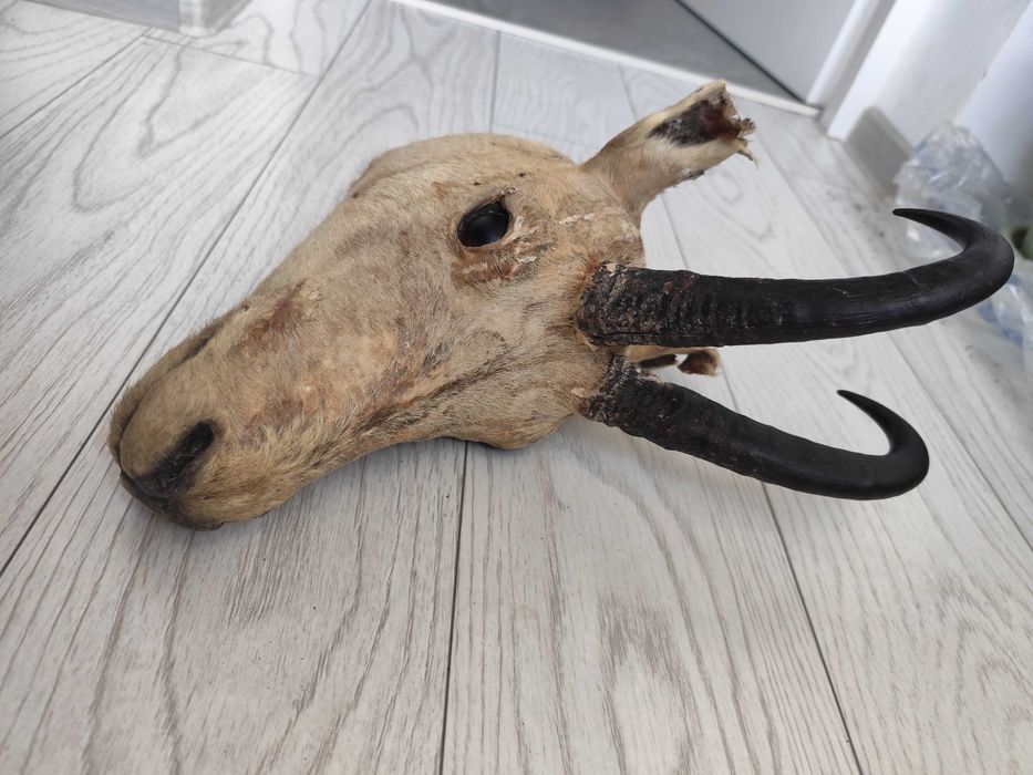 Trofeu vanatoare capra