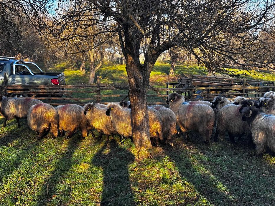 Vind oi bucalai tinere gestante