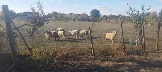 6 oi de vânzare în Dud, jud. Arad