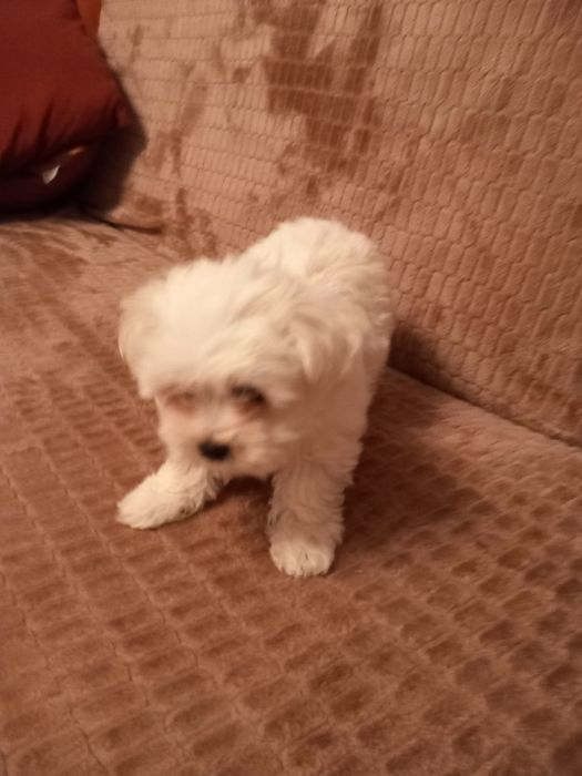 Bichon Maltez, pui