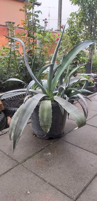 Vand plante decorative de terasa superbe