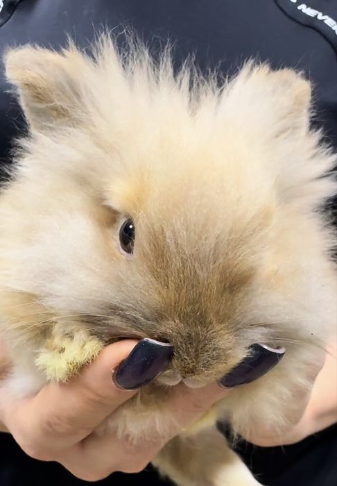 Декоративные Кролики