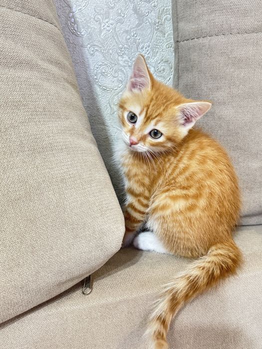 Котенок домашний