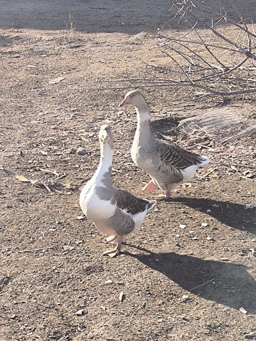 Продаются гуси самки