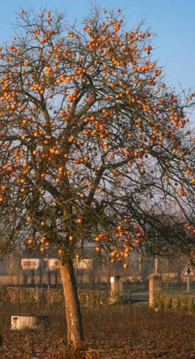 Pomi Exotici (Kaki )