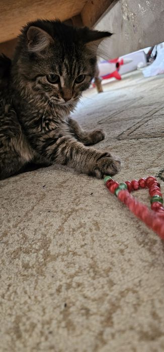 Котёнок бесплатно