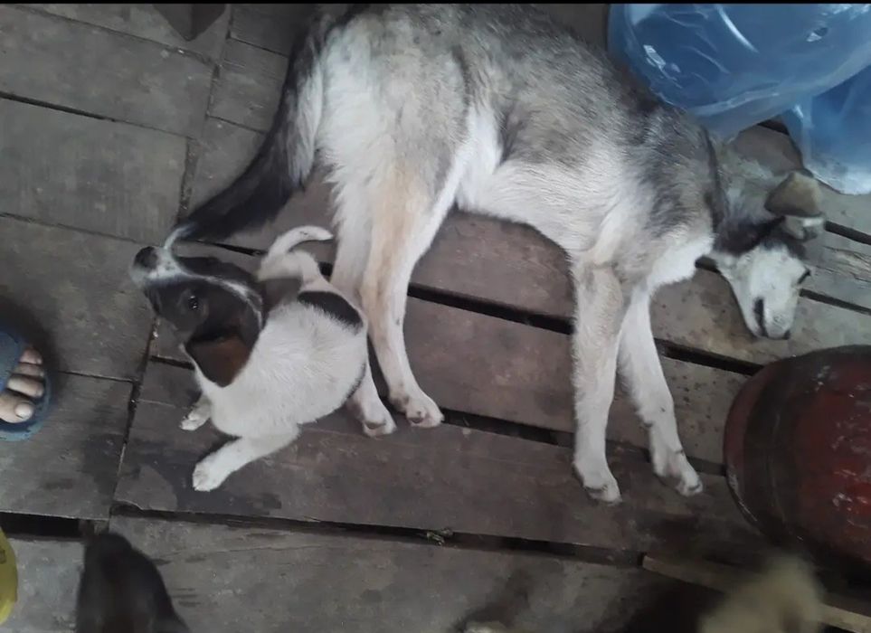 Собаки ищут надежных хозяев