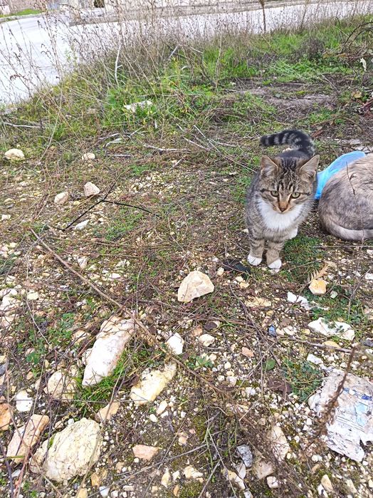 Бездомно коте търси дом!