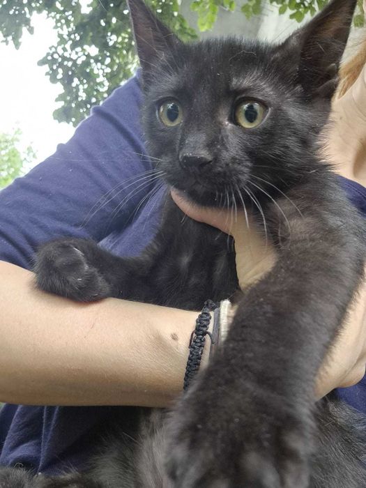 Dăruiesc spre adopție 3 puiuți de pisică – 2 luni, plini de viață!