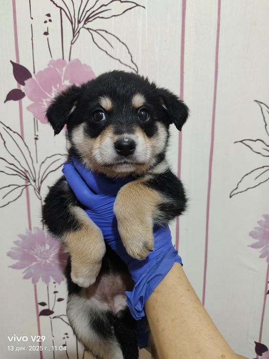 Ищем дом для щенков!