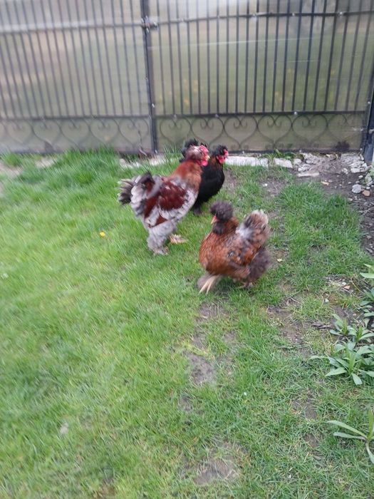 Un cocos și două gaini