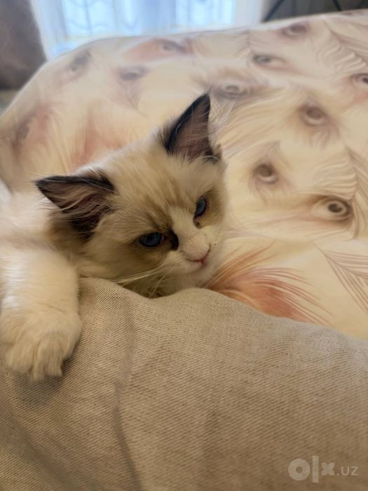 Ragdoll 3 oylik qimmatga sotib olganmiza 2 oylikda pasportlari bor pri