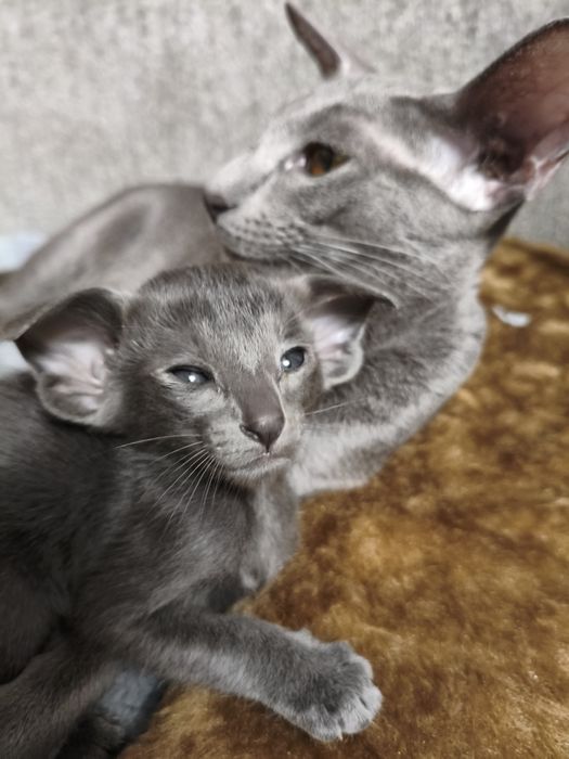 Ориентальные котята экстрим