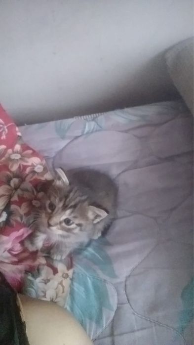 Котята отдадим хорошие руки