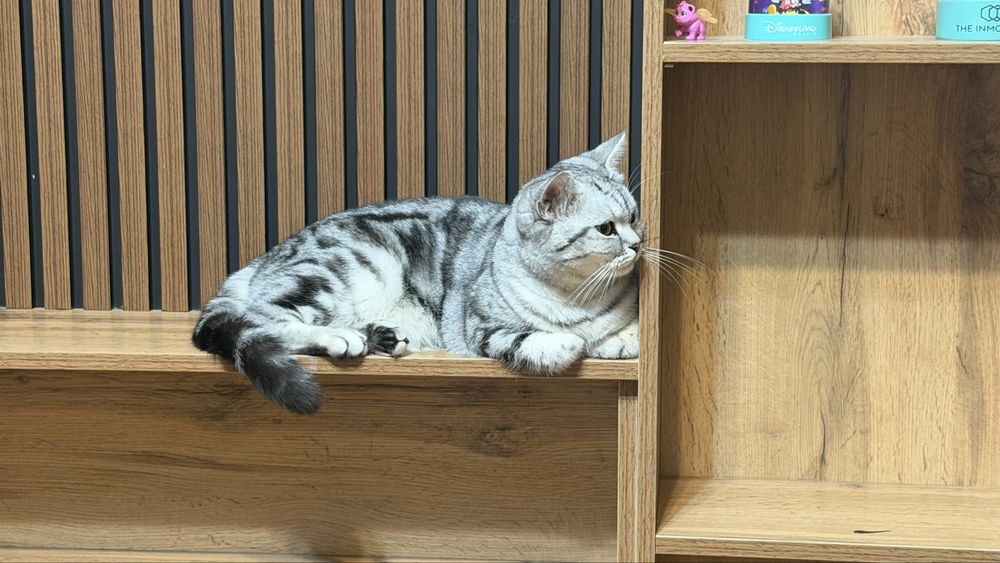 Отдам за копейки