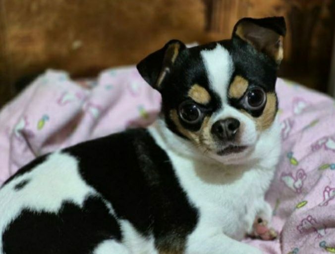 Пристраивается чихуахуа в ответственные и любящие руки.